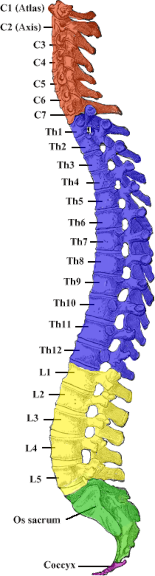 Wirbelkette